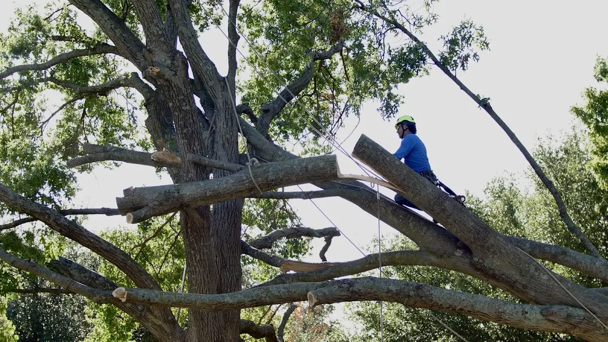 Professional Crown Thinning performed by certified arborists in Mc Camey